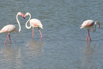 flamingos